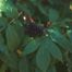 Red Elder (Sambucus racemosa)